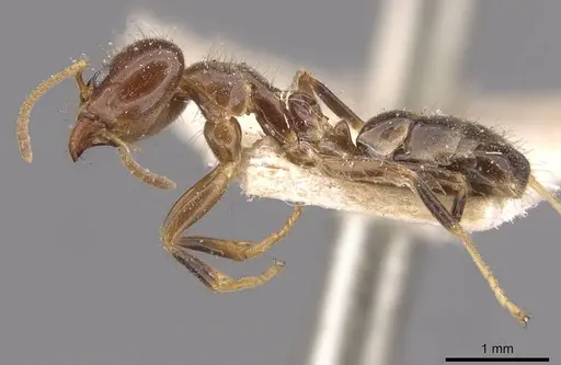 Philidris cordata specimen CASENT0909514 image casent0909514_3