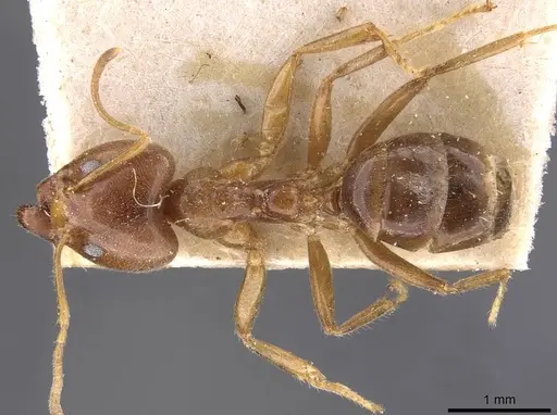 Philidris cordata specimen CASENT0909515 image casent0909515_1