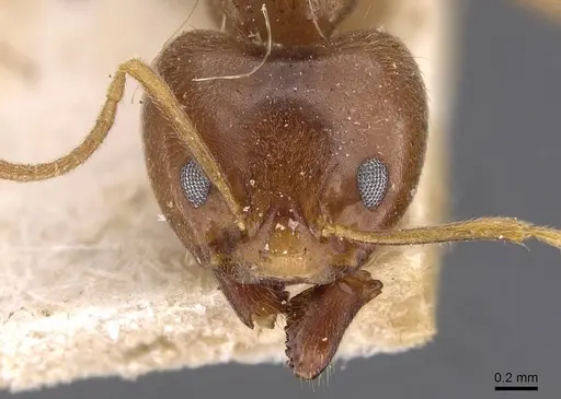 Philidris cordata specimen CASENT0909515 image casent0909515_2