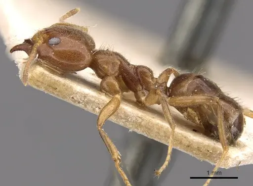 Philidris cordata specimen CASENT0909515 image casent0909515_3