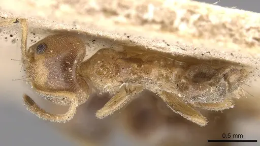 Philidris cordata specimen CASENT0909549 image casent0909549_1