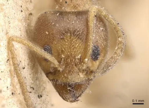 Philidris cordata specimen CASENT0909549 image casent0909549_2