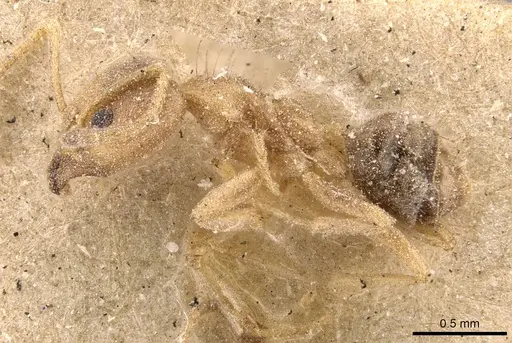 Philidris cordata specimen CASENT0909549 image casent0909549_3