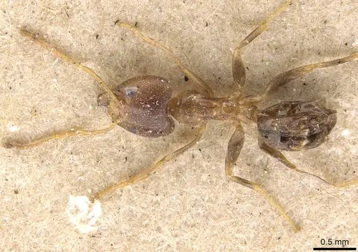 Philidris cordata specimen CASENT0909551 image casent0909551_1
