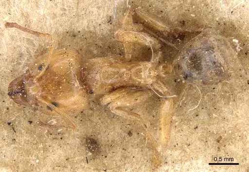 Philidris cruda specimen CASENT0901921 image casent0901921_1