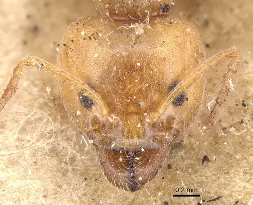 Philidris cruda specimen CASENT0901921 image casent0901921_2