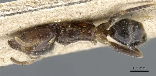 Philidris laevigata specimen CASENT0905054 image casent0905054_1