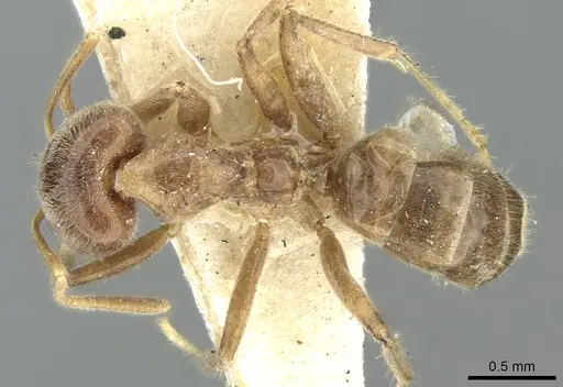 Philidris laevigata specimen CASENT0906232 image casent0906232_1