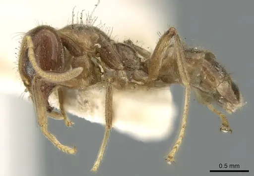 Philidris laevigata specimen CASENT0906232 image casent0906232_3