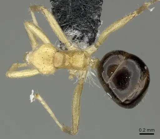 Philidris myrmecodiae specimen CASENT0219904 image casent0219904_1