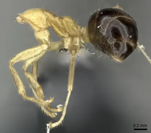Philidris myrmecodiae specimen CASENT0219904 image casent0219904_2