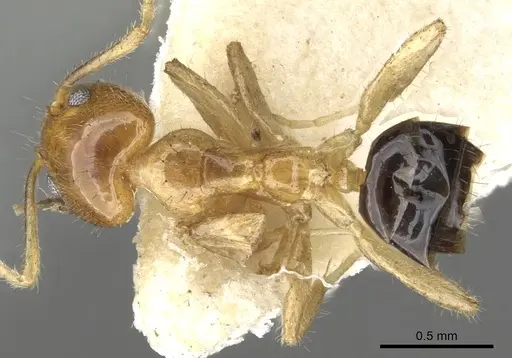 Philidris myrmecodiae specimen CASENT0903000 image casent0903000_1