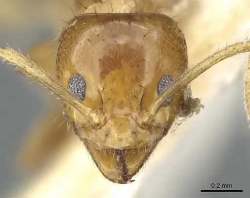 Philidris myrmecodiae specimen CASENT0903000 image casent0903000_2