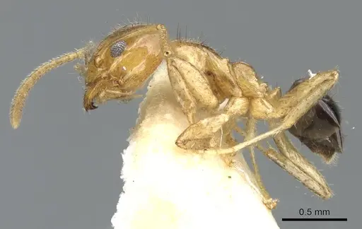 Philidris myrmecodiae specimen CASENT0903000 image casent0903000_3