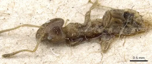 Philidris myrmecodiae specimen CASENT0905058 image casent0905058_1