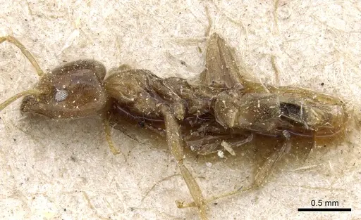 Philidris myrmecodiae specimen CASENT0905058 image casent0905058_3