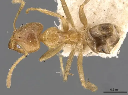 Philidris myrmecodiae specimen CASENT0909550 image casent0909550_1