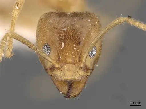 Philidris myrmecodiae specimen CASENT0909550 image casent0909550_2