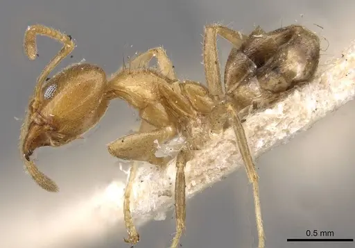 Philidris myrmecodiae specimen CASENT0909550 image casent0909550_3