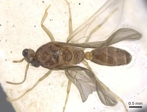 Philidris myrmecodiae specimen CASENT0911567 image casent0911567_1