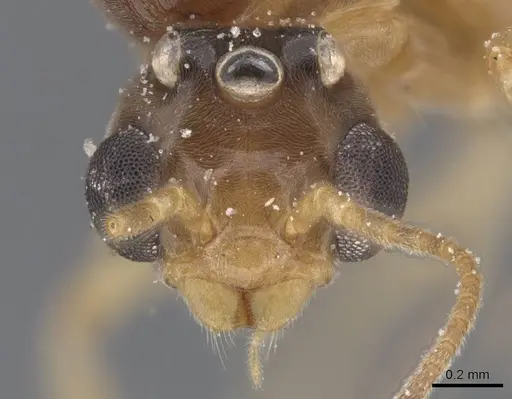 Philidris myrmecodiae specimen CASENT0911567 image casent0911567_2