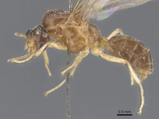 Philidris myrmecodiae specimen CASENT0911567 image casent0911567_3