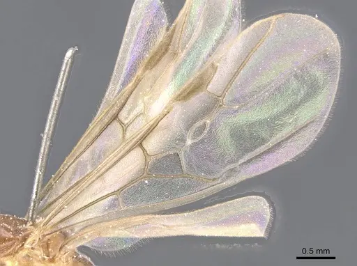Philidris myrmecodiae specimen CASENT0911567 image casent0911567_4
