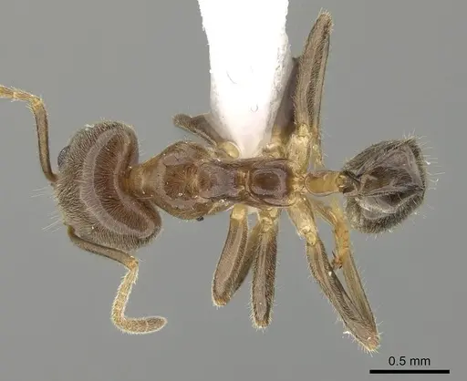 Philidris myrmecodiae specimen CASENT0919859 image casent0919859_1