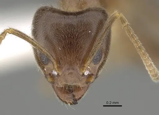 Philidris myrmecodiae specimen CASENT0919859 image casent0919859_2