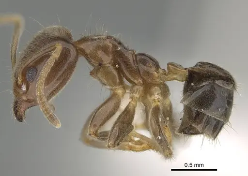 Philidris myrmecodiae specimen CASENT0919859 image casent0919859_3
