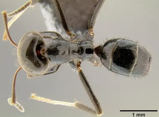 Philidris nagasau specimen CASENT0171058 image casent0171058_1