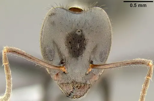 Philidris nagasau specimen CASENT0171058 image casent0171058_2
