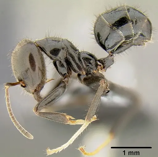 Philidris nagasau specimen CASENT0171058 image casent0171058_3