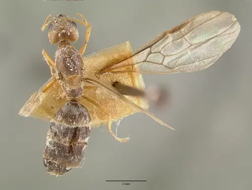 Philidris pubescens specimen CASTYPE06971 image castype06971_1