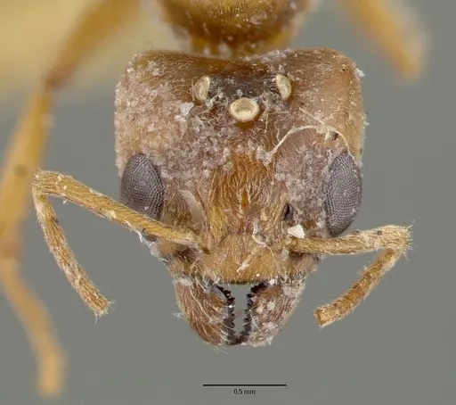 Philidris pubescens specimen CASTYPE06971 image castype06971_2