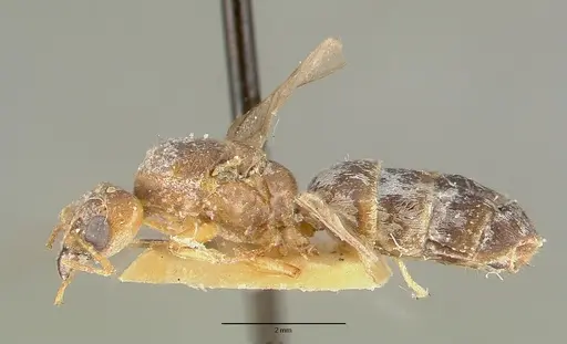Philidris pubescens specimen CASTYPE06971 image castype06971_3