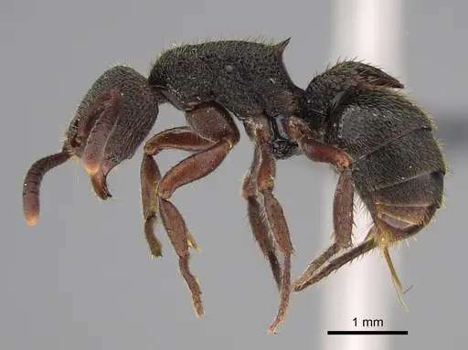 Phrynoponera bequaerti specimen CASENT0081253 image casent0081253_1