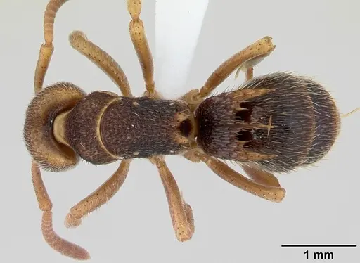 Phrynoponera bequaerti specimen CASENT0178230 image casent0178230_1