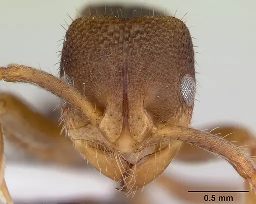 Phrynoponera bequaerti specimen CASENT0178230 image casent0178230_2