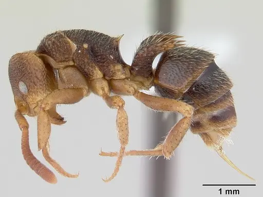 Phrynoponera bequaerti specimen CASENT0178230 image casent0178230_3