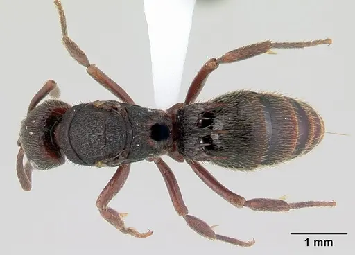 Phrynoponera bequaerti specimen CASENT0178231 image casent0178231_1