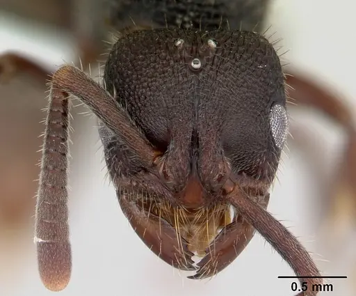 Phrynoponera bequaerti specimen CASENT0178231 image casent0178231_2