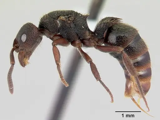 Phrynoponera bequaerti specimen CASENT0178231 image casent0178231_3