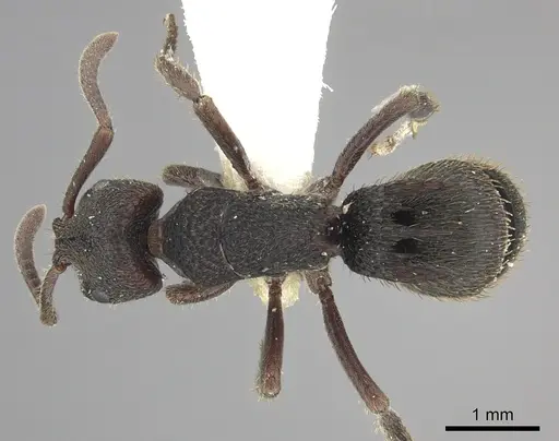 Phrynoponera bequaerti specimen CASENT0249211 image casent0249211_1