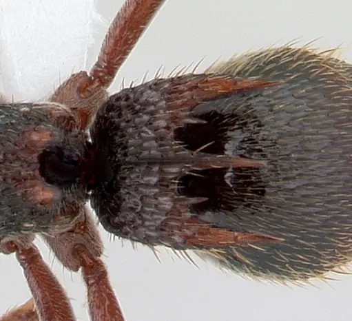 Phrynoponera bequaerti specimen CASENT0411278 image casent0411278_2