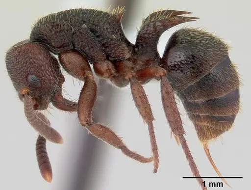 Phrynoponera bequaerti specimen CASENT0411278 image casent0411278_4