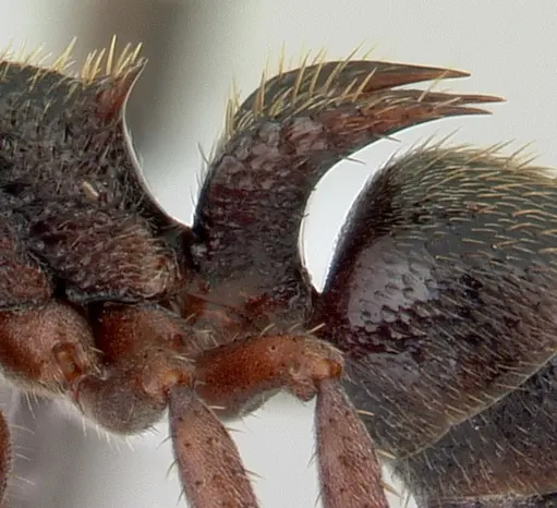 Phrynoponera bequaerti specimen CASENT0411278 image casent0411278_5
