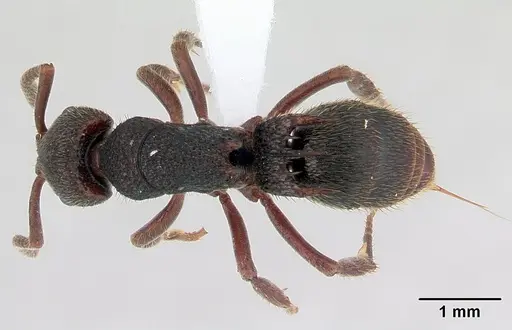 Phrynoponera bequaerti specimen CASENT0411279 image casent0411279_1