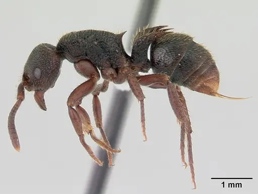 Phrynoponera bequaerti specimen CASENT0411279 image casent0411279_3