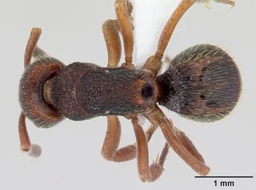 Phrynoponera bequaerti specimen CASENT0417505 image casent0417505_1